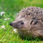 Robot Mowers and Hedgehogs