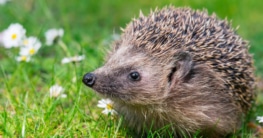Robot Mowers and Hedgehogs