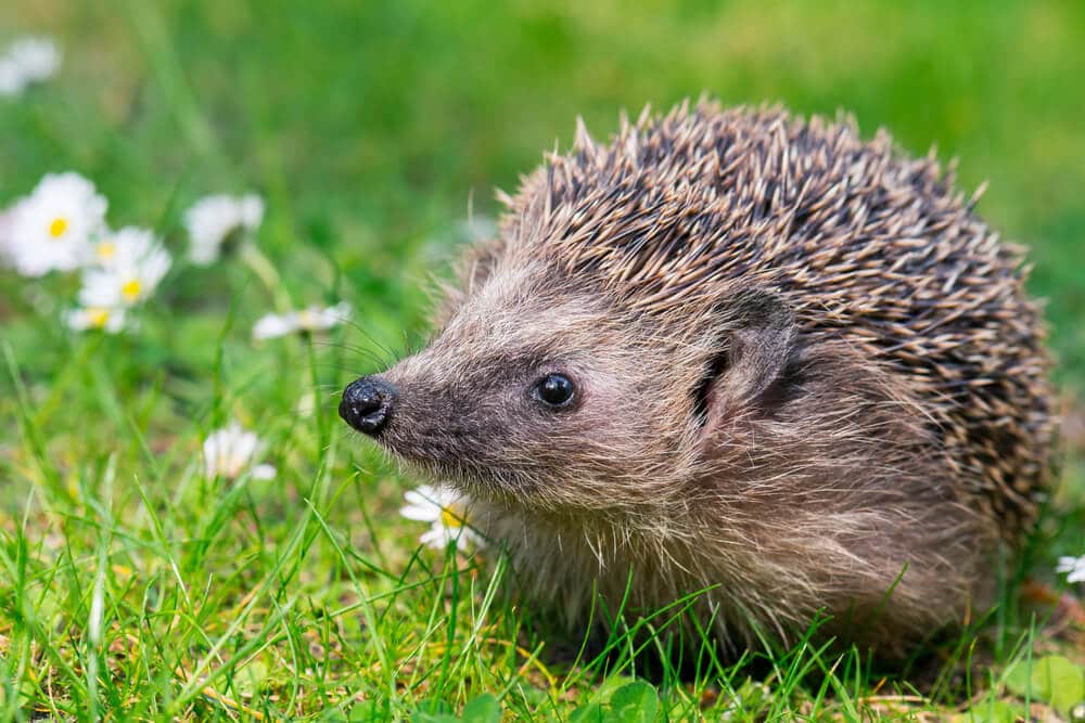 Robotic mowers pose a danger to hedgehogs